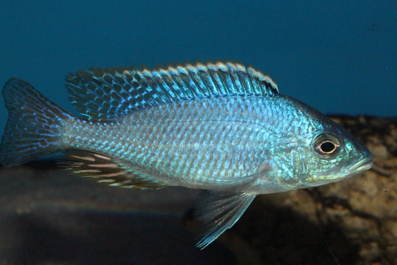Hemitilapia oxyrhynchus